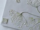 'Hand Painted Queen Anne's Lace Botanical Cast' by Botanical Art by Diane De Roo