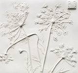 'Queen Anne's Lace Square Botanical Cast' by Botanical Art by Diane De Roo