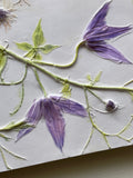 'Hand Painted Clematis Botanical Cast' by Botanical Art by Diane De Roo