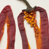 'Pepper Vegetable Shadow Box' by Botanical Art by Diane De Roo