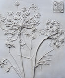 'Queen Anne’s Lace Mini Botanical Cast' by Botanical Art by Diane De Roo