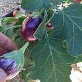 'Eggplant Vegetable Shadow Box' by Botanical Art by Diane De Roo