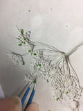 'Queen Anne's Lace Square Botanical Cast' by Botanical Art by Diane De Roo