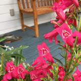 'Penstemon and Lavender Botanical Cast' by Botanical Art by Diane De Roo