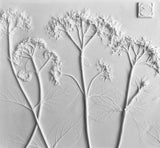 'Framed Botanical Casts - Cottage White'  by Botanical Art by Diane De Roo