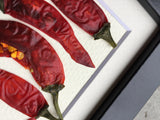 'Mini Thai Chilli Pepper' by Botanical Art by Diane De Roo