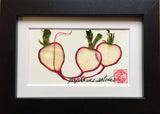 'Mini Radish Frame' by Botanical Art By Diane De Roo