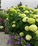 'Hydrangea Square Botanical Cast' by Botanical Art by Diane De Roo