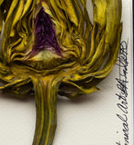 'Artichoke Heart Vegetable Shadow Box' by Botanical Art by Diane De Roo