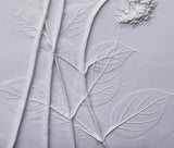 'Hydrangea Large Botanical Cast' by Botanical Art by Diane De Roo