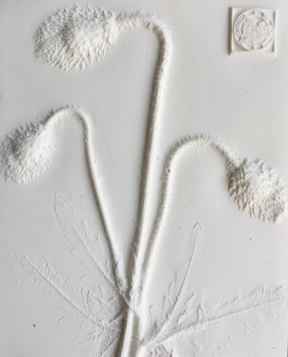 'Poppy Mini Botanical Cast' by Botanical Art by Diane De Roo