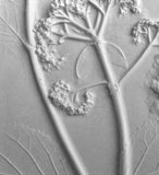 'Hydrangea Square Botanical Cast' by Botanical Art by Diane De Roo