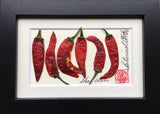 'Mini Thai Chilli Pepper' by Botanical Art by Diane De Roo
