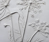 'Queen Anne’s Lace Mini Botanical Cast' by Botanical Art by Diane De Roo