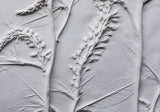 'Lysimachia Large Botanical Cast' by Botanical Art by Diane De Roo