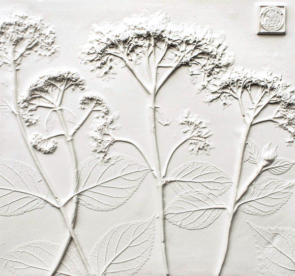 'Hydrangea Square Botanical Cast' by Botanical Art by Diane De Roo