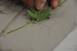 'Hydrangea Mini Botanical Cast' by Botanical Art by Diane De Roo