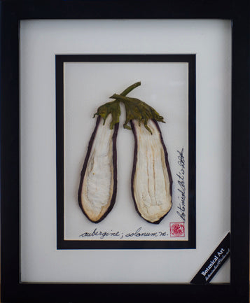 'Eggplant Vegetable Shadow Box' by Botanical Art by Diane De Roo
