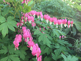 'Bleeding Heart, Lavender and Lady’s Mantle' Large Cast by Botanical Art by Diane De Roo