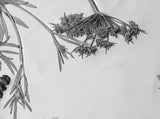 'Queen Anne's Lace Square Botanical Cast' by Botanical Art by Diane De Roo