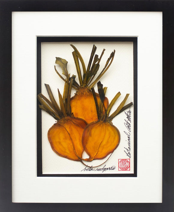 'Golden Beets Vegetable Shadow Box' by Botanical Art by Diane De Roo