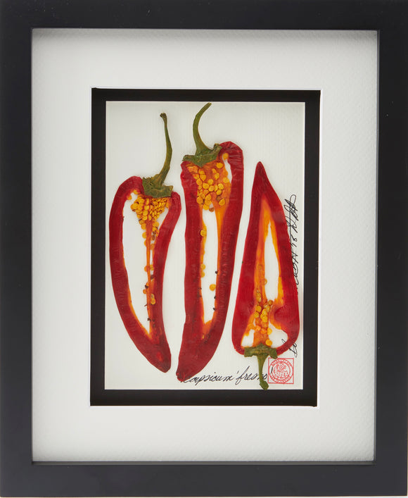'Pepper Vegetable Shadow Box' by Botanical Art by Diane De Roo